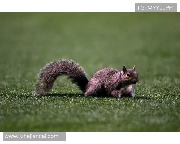 松鼠球星：从草地小将到绿茵场传奇的励志成长故事